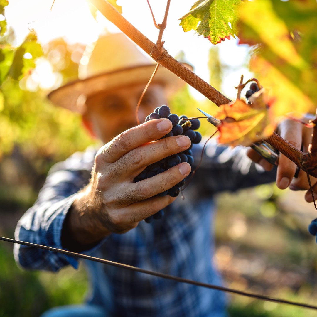 ≪オレゴン州≫【ダックポンド セラーズ】ピノ・ノワール・ナチュラル