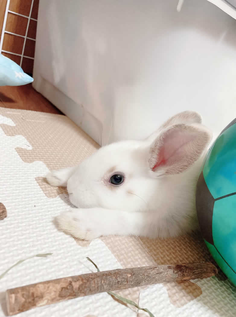 ぴろり うさぎ ウーリー農園 9袋 ぴろり うさぎ ウーリー農園 9袋