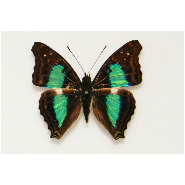 Morpho portis thomyris BRAZIL - World of Butterflies and Moths