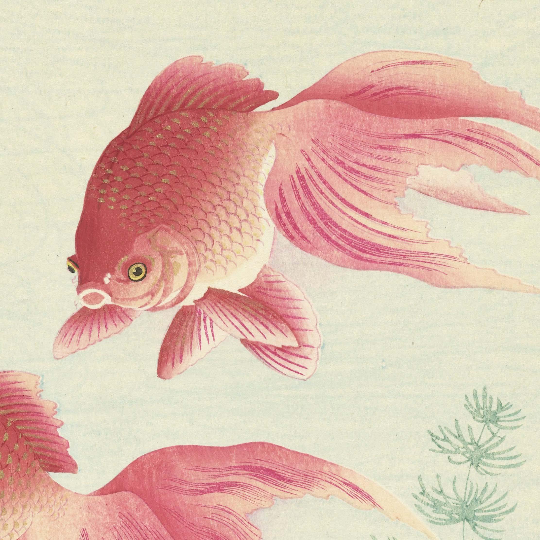 小原古邨「睡蓮に二匹の金魚」本物木版画 小原古邨「睡蓮