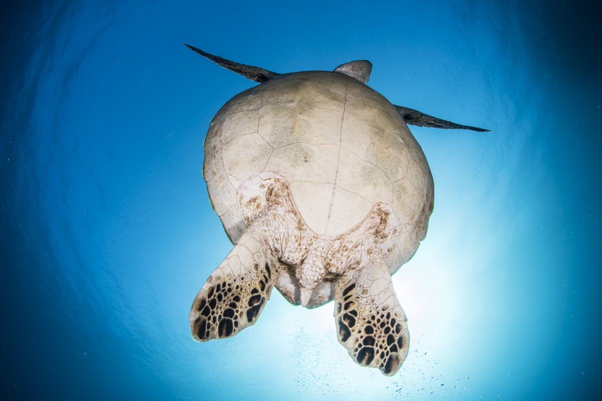 ②うみがめ〚タイマイ〛の剥製 壁掛けフックつき ②うみがめ〚タイマイ