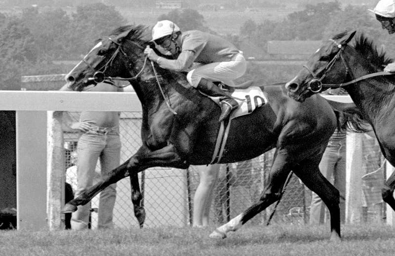 エネイブル（Enable） | 競馬データベース | JRA-VAN World - 海外競馬