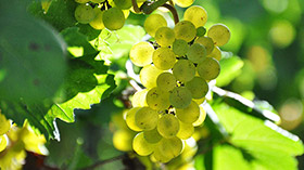 キュヴェ'47 ポール・ダンジャン・エ・フィス NV フランス