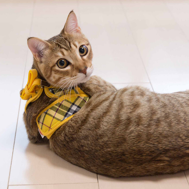 特許取得済】ゴロにゃんオリジナル猫用ハーネス ダブルブロックタイプ