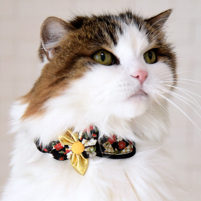 ちょこえり猫首輪 夢色百景・華流星 猫用首輪 ( ちょこえり猫首輪