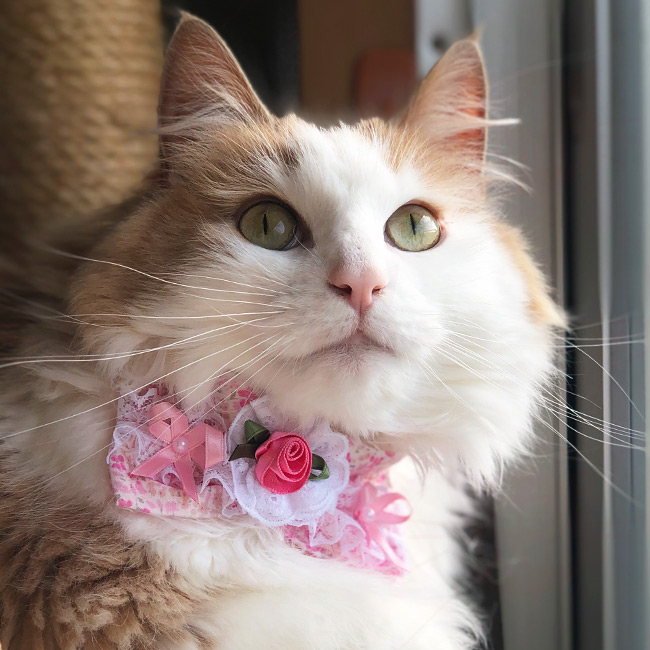 デカちょこ猫首輪 ファンタジーフラワー ( デカちょこ猫首輪 ) - 猫