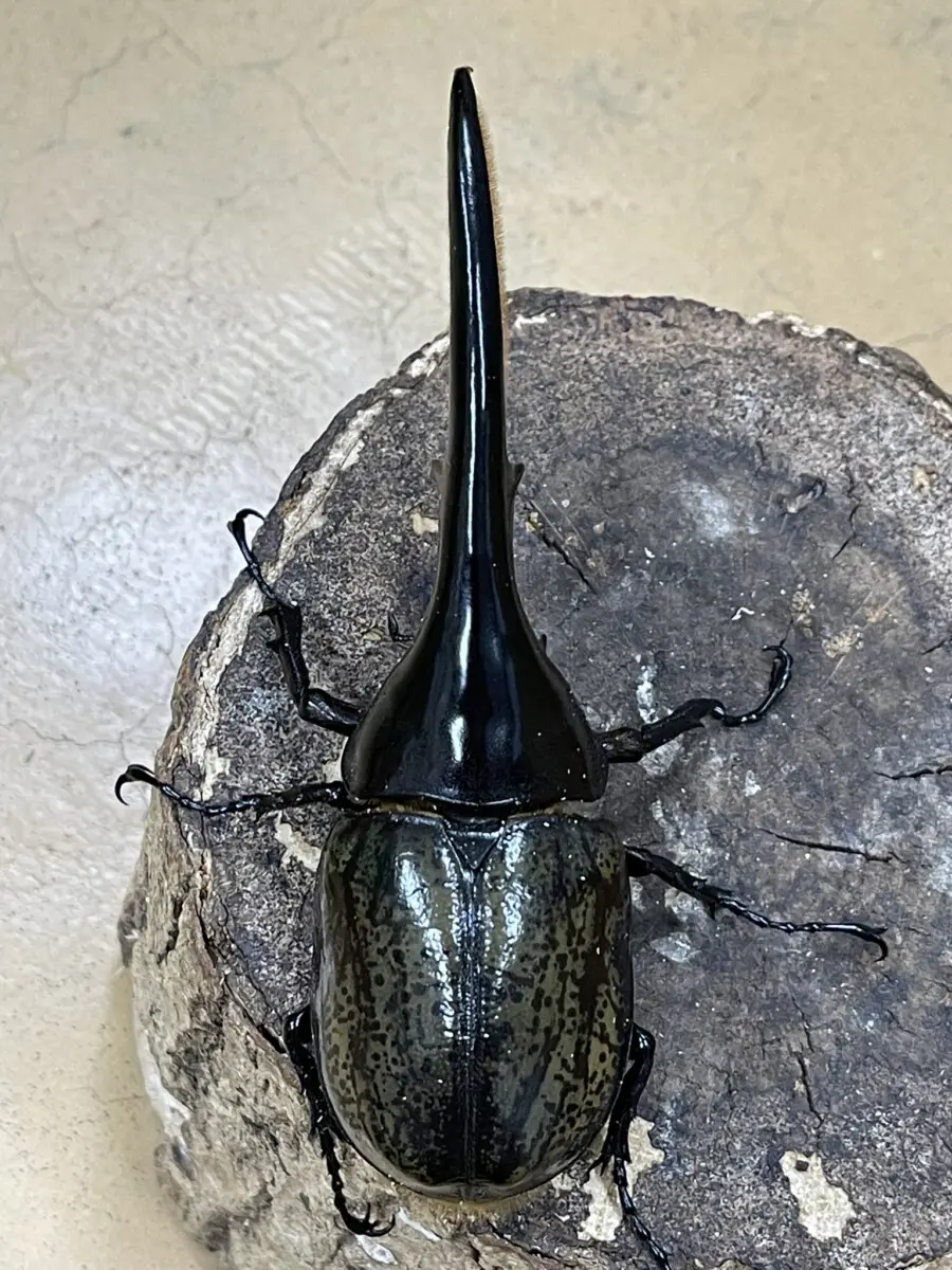 ヘラクレスエクアトリアヌス♂標本美品