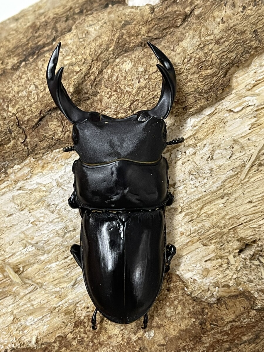 国産オオクワ 奈良県 63ミリペア '25 - クワガタ横丁