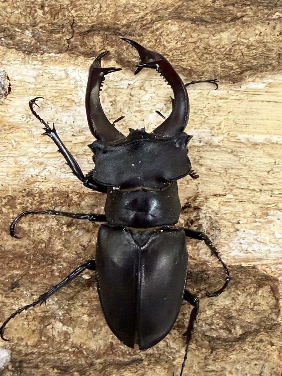 アクベシアヌスミヤマ 84ミリペア - クワガタ横丁