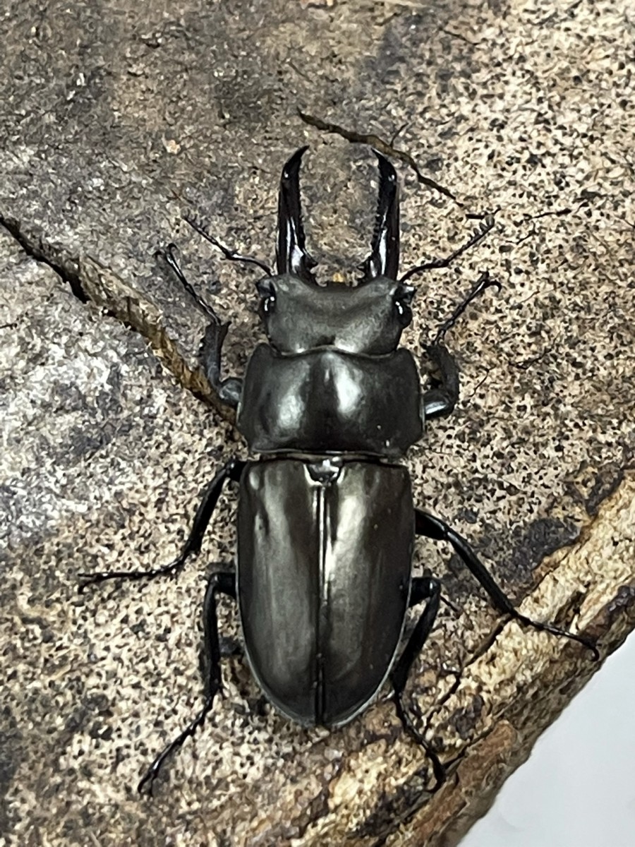 キンオニクワガタ 35ミリペア - クワガタ横丁