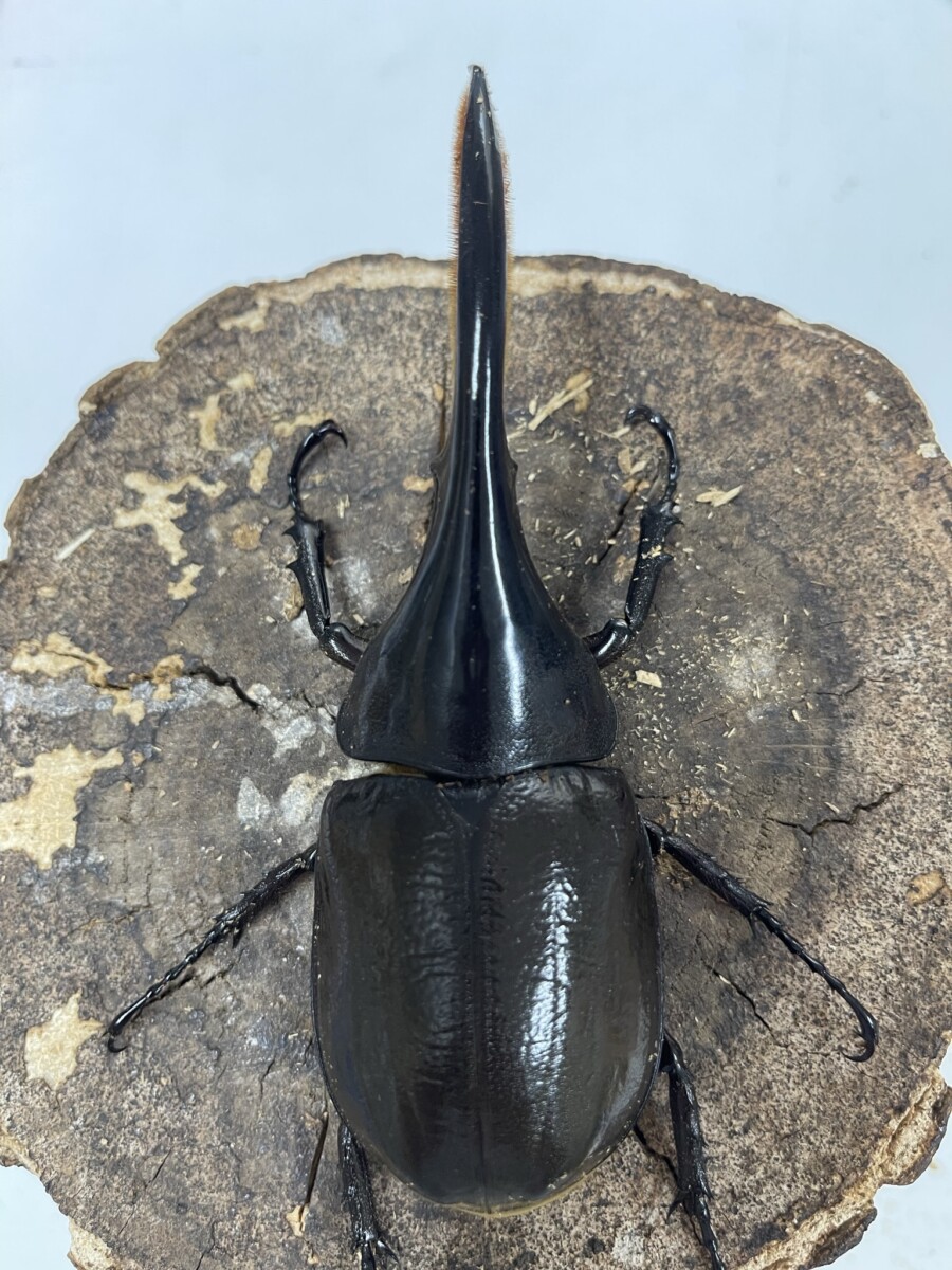 ヘラクレス・エクアトリアヌス 132ミリ♂単品 - クワガタ横丁
