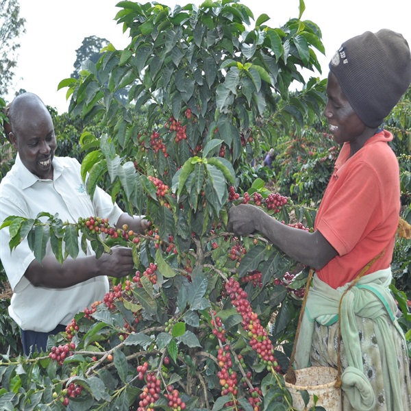 タコちゃん 伊勢原市までの配達代 職人の珈琲 スペシャリティブレンド