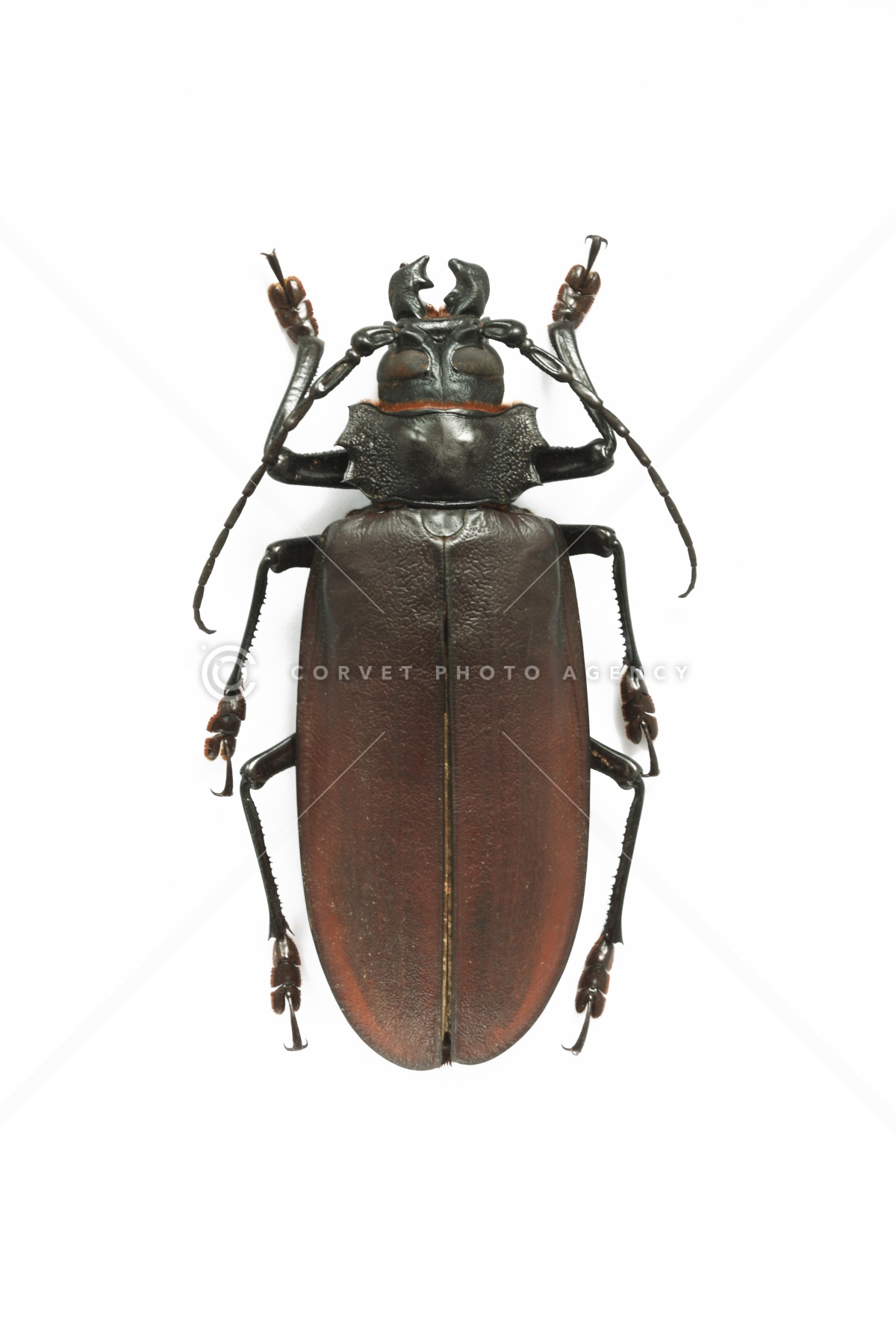 標本販売 | 甲虫標本専門店 花滝 【150mm】タイタンオオウスバカミキリ