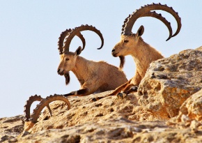 山羊 | Corvet Photo Agency