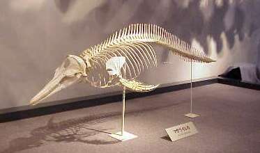 tibahaku-skelton-madara.jpg イルカ 骨格標本