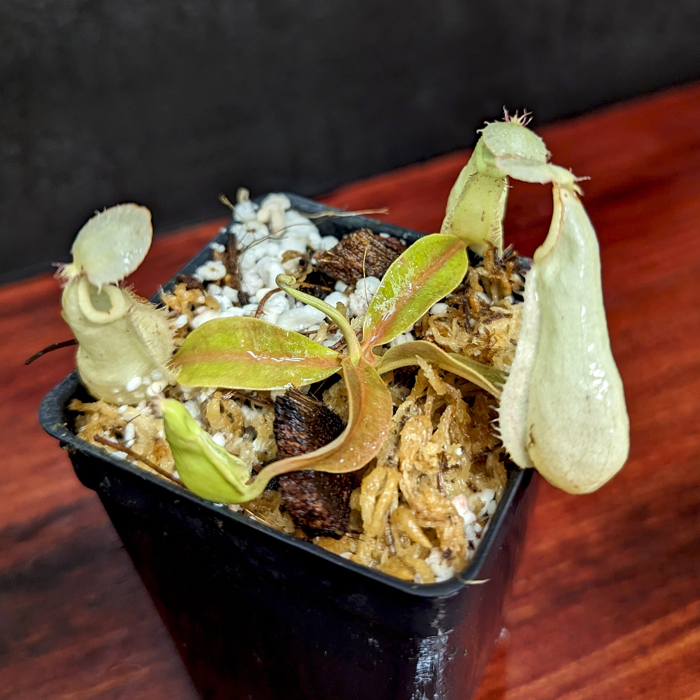 Nepenthes rafflesiana (JB x 'Thick Lip'), CAR-0368 – Carnivero