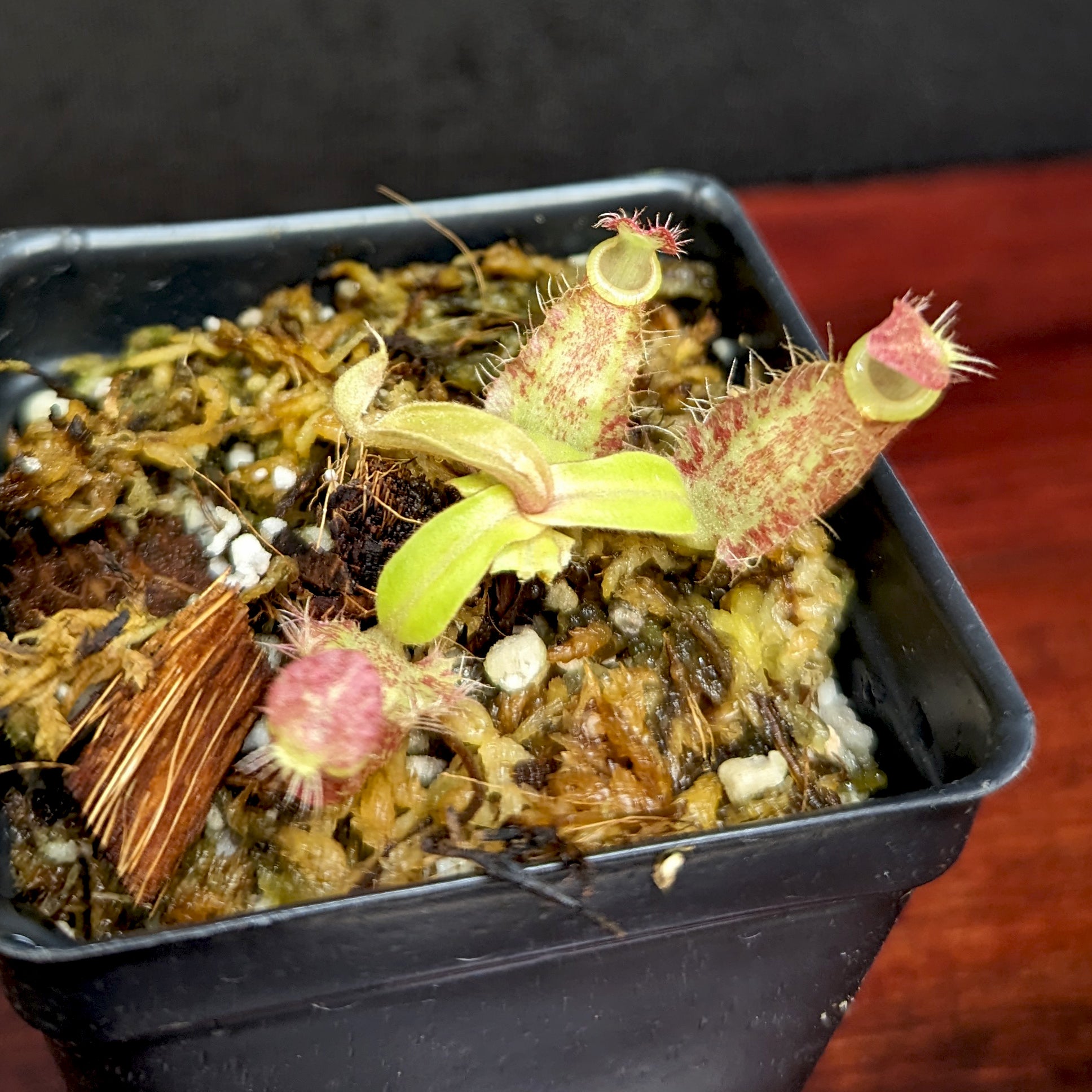 Nepenthes ampullaria [Tricolor x (William's Red x Harlequin)], CAR