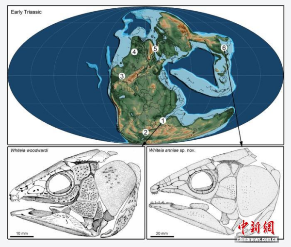 中国新闻网】中国团队研究发现2.49亿年前新属种鱼化石创造两项亚洲纪录