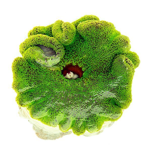 □SALE□ イボハタゴイソギンチャク メタリックグリーン - 海水魚専門