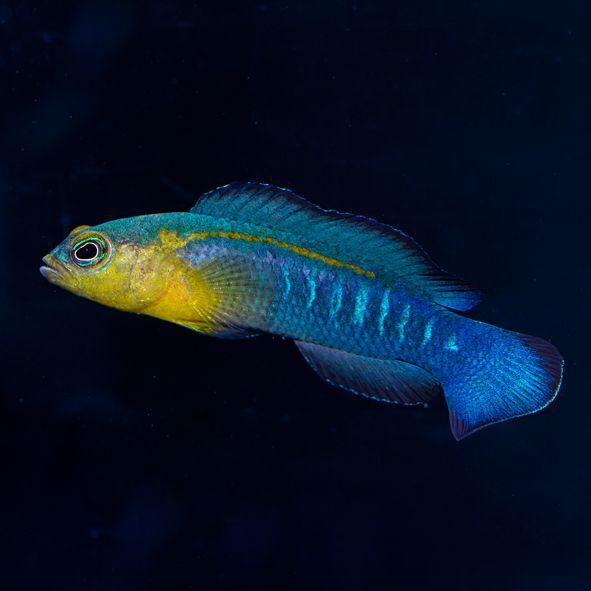 アクティニックシャイナー | 海水魚専門店 セポのつぶやき・・・