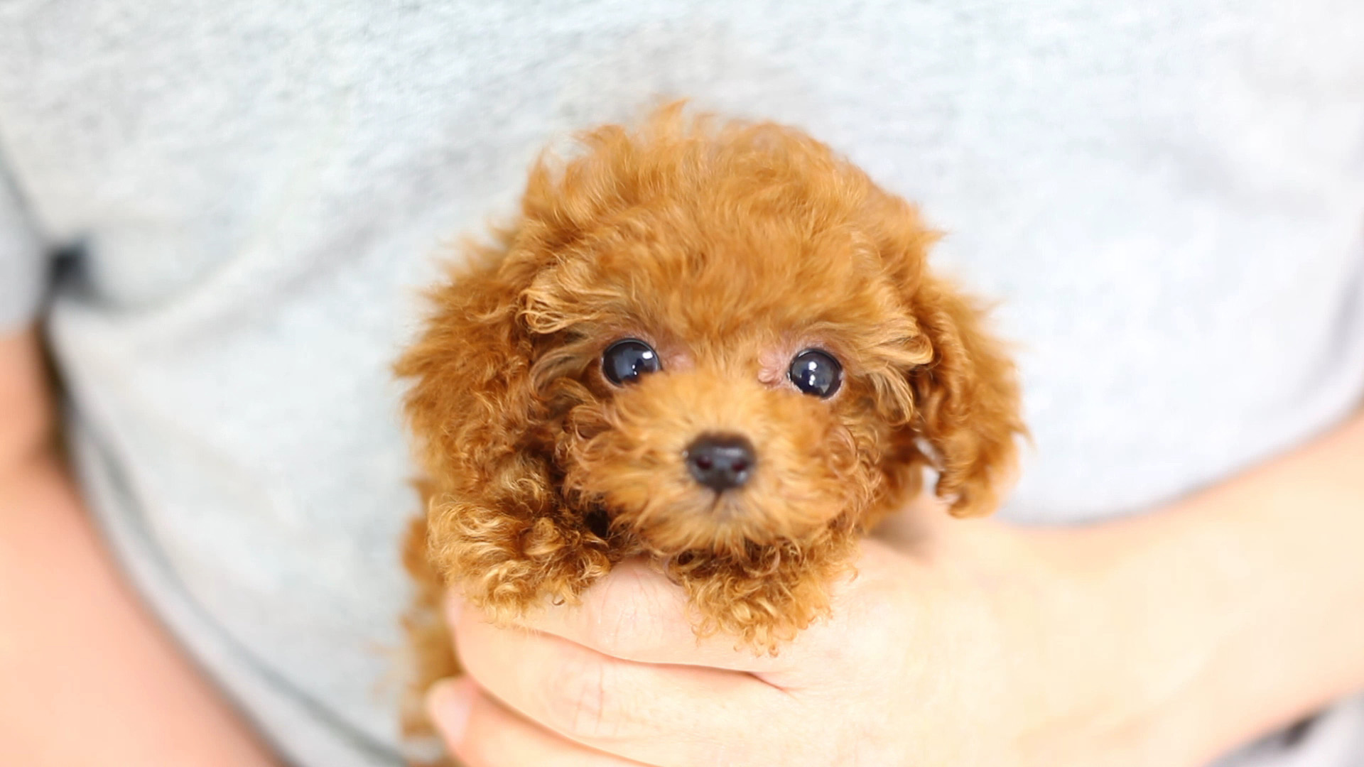 マイクロ・ティーカッププードル｜子犬誕生情報＆ママ犬紹介＆成約実績