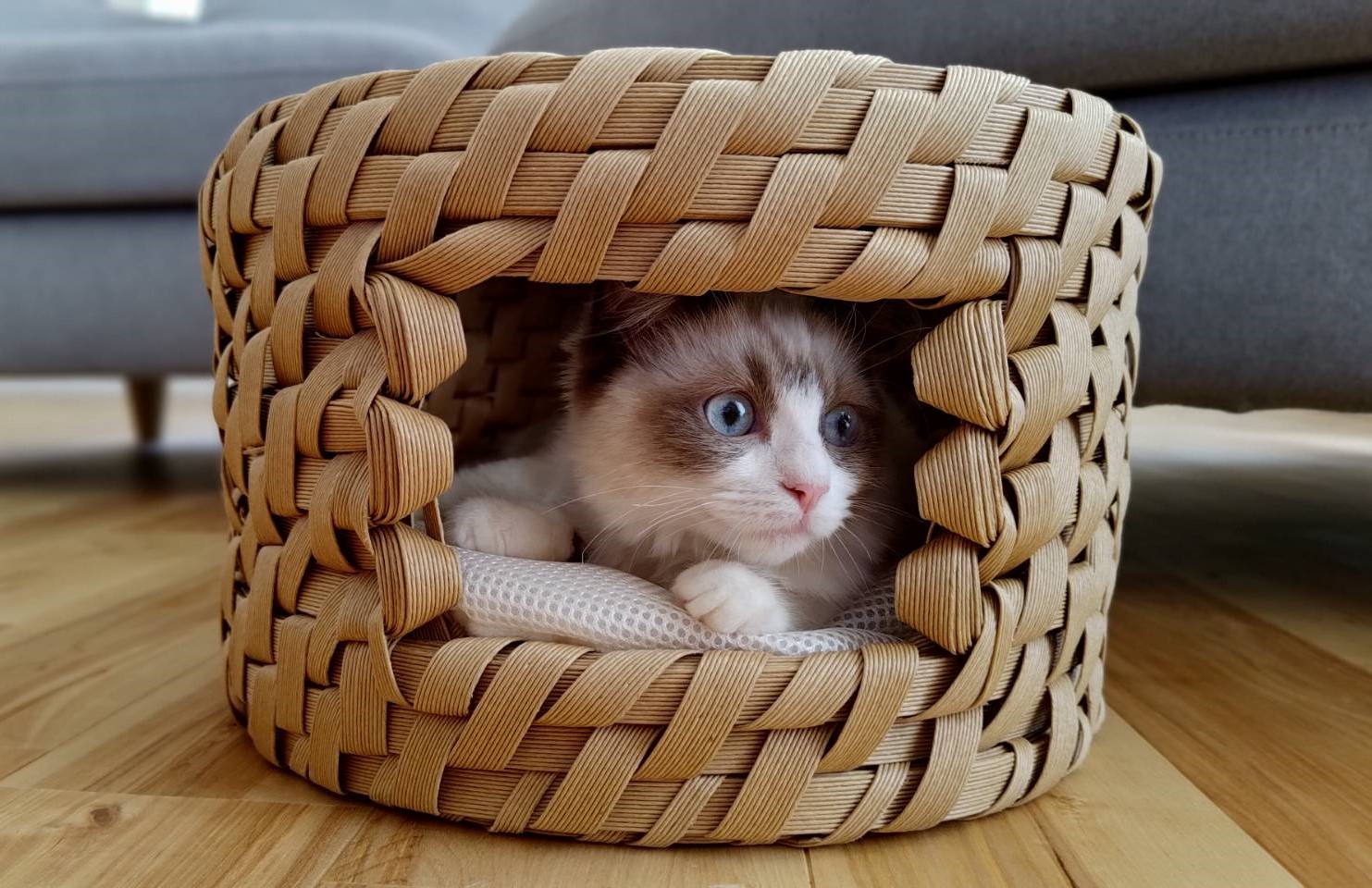 クラフトバンドで作る猫ちぐら｜講座紹介｜中日文化センター栄｜中日