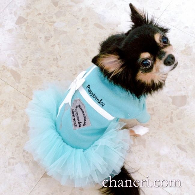 犬 服 犬の服【在庫sale】【限定販売】ティファニーブルー の チュチュ