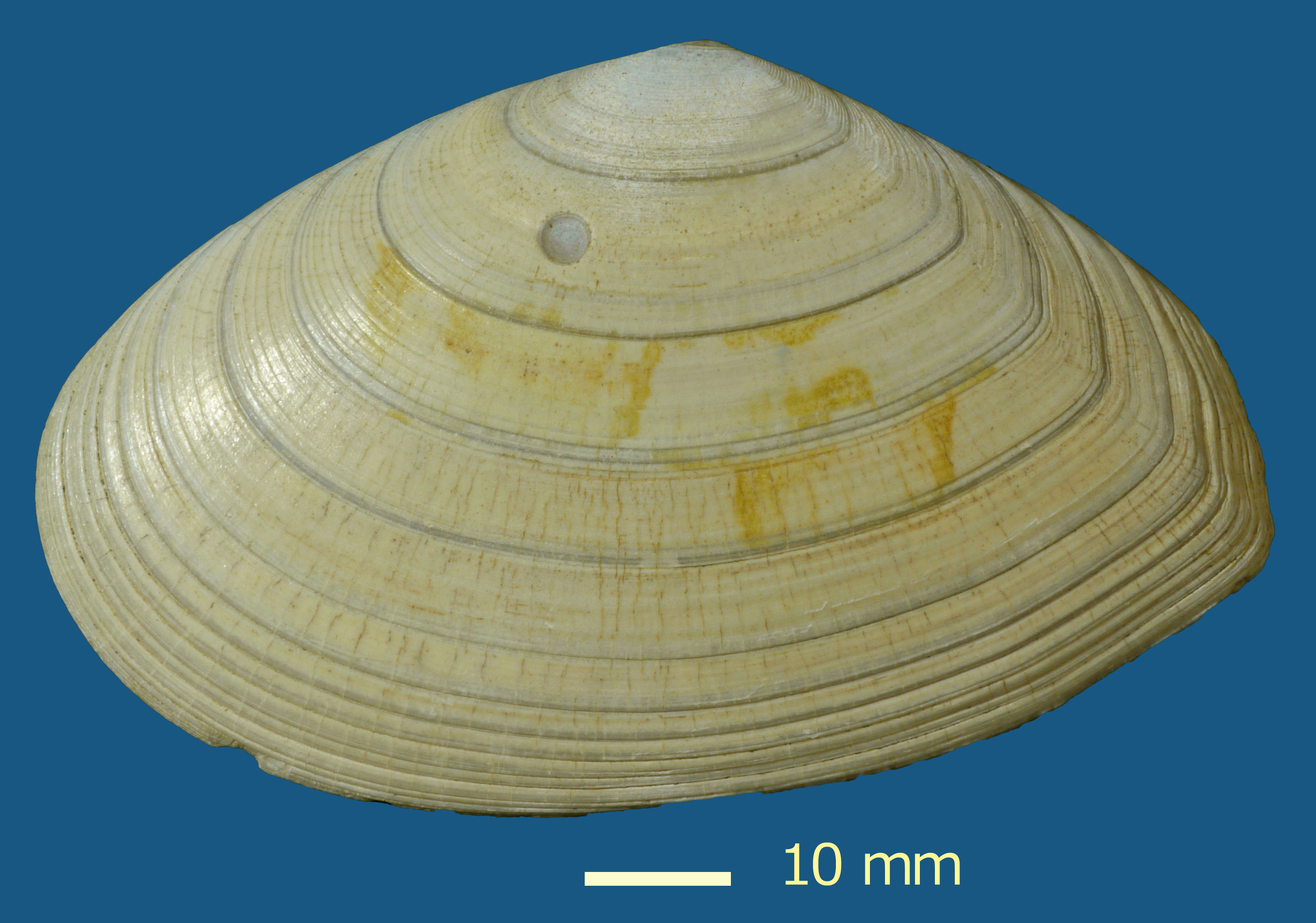 ロシア/サラトフ産】メノウ化巻貝(月のお下がり) 【公式通販】