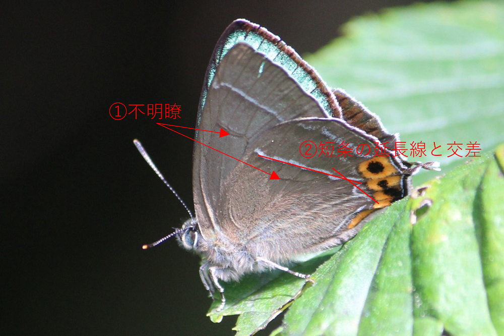 コエポン 標本 展翅済みハヤシミドリシジミ コエポン 標本 展翅済み