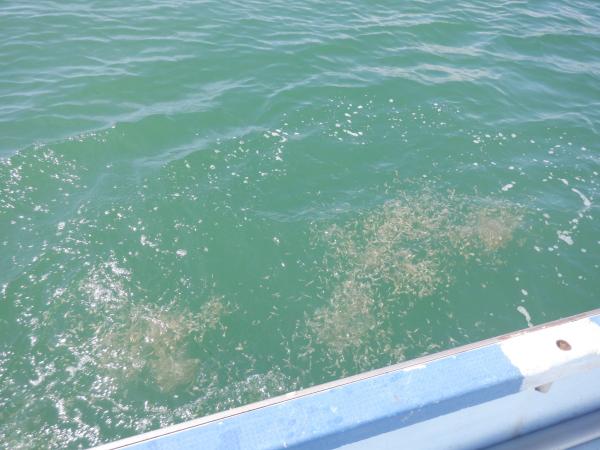 豊かな海を目指して - 玉野市公式ウェブサイト