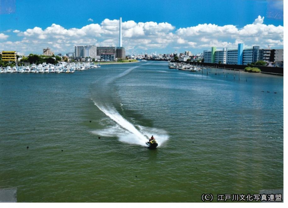 44 白鳥が飛来する旧江戸川 江戸川区ホームページ