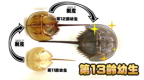 野生 カブトガニ脱皮殻 約35センチ 大きなカブトガニの抜け殻 35cm