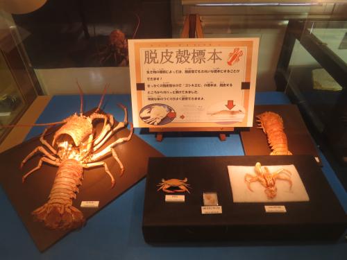 カニ 標本 と貝の化石 aflo_205546947.jpg