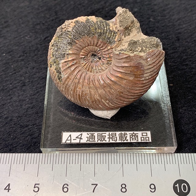 化石 A-7 【公式通販】