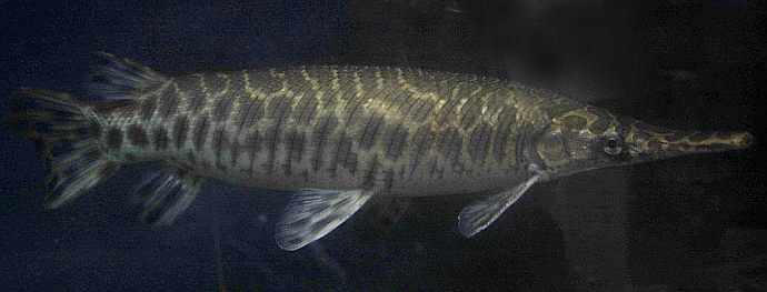 アクアショップ かのう ガーパイク