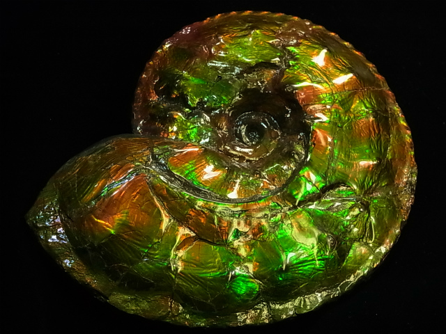 最高級グレード・アンモライト原石の紹介【アンモライト研究所（2015年