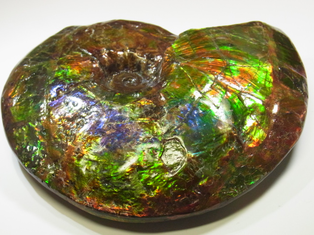 アンモライト原石 アンモライト研究所【化石ジュエリー宝石販売ルーム】