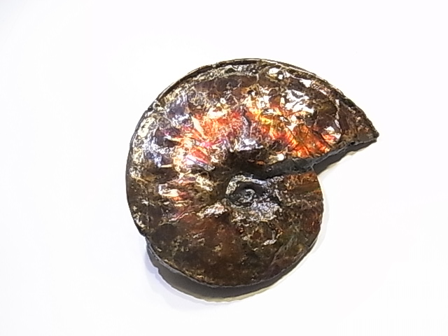 アンモライト原石 アンモライト研究所【化石ジュエリー宝石販売ルーム】