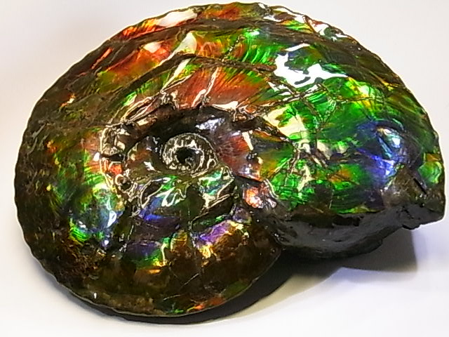 アンモライト原石 アンモライト研究所【化石ジュエリー宝石販売ルーム】