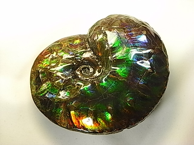 アンモライト原石 【化石ジュエリー宝石販売ルーム】