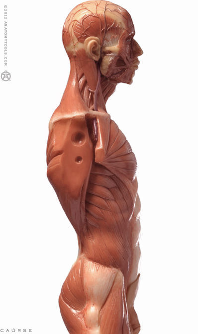 AnatomyTools