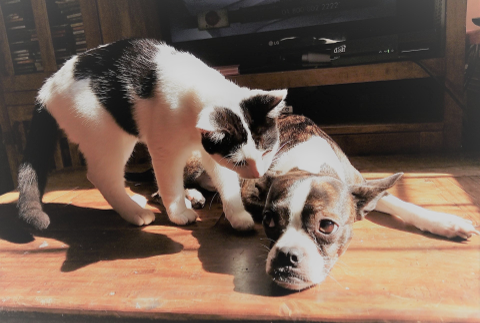 医療機関専売品｜アダバイオ株式会社