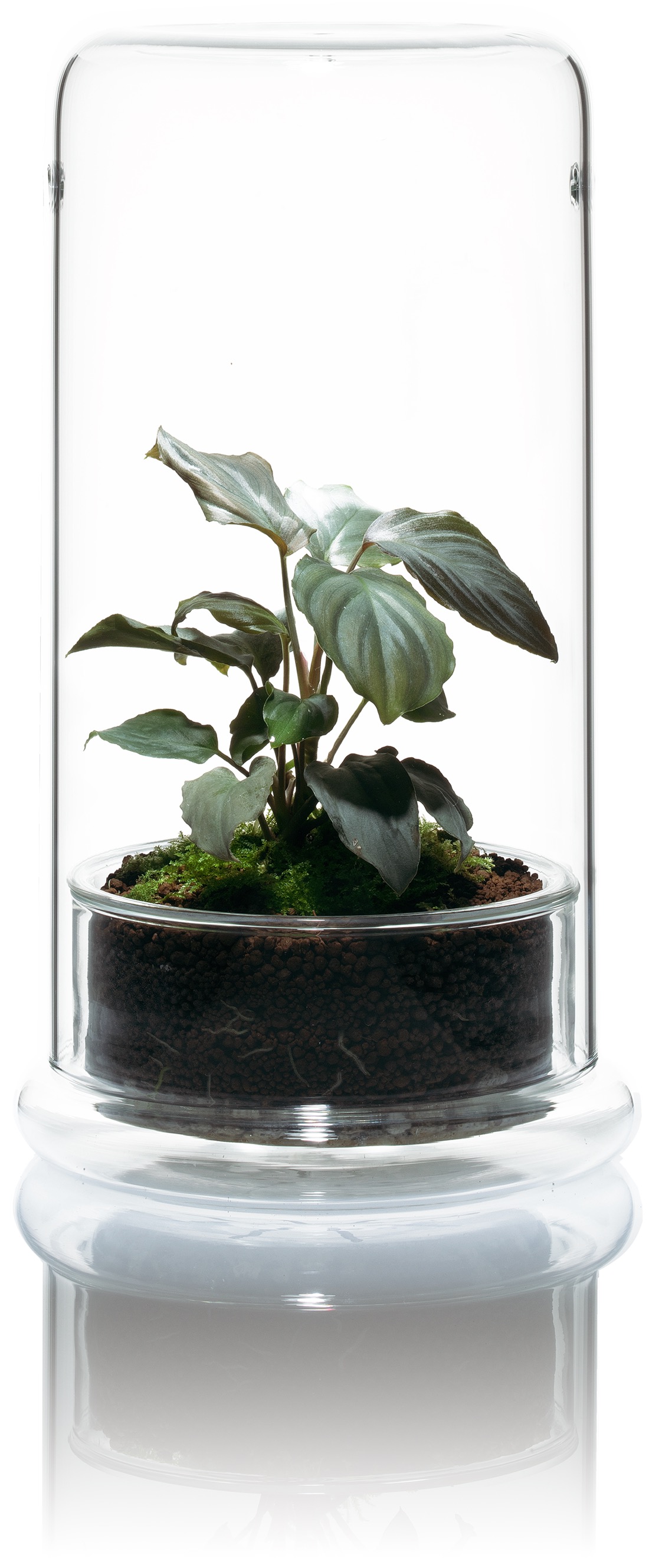 CELL CLEAR ガラス水槽 CELL CLEAR ガラス水槽