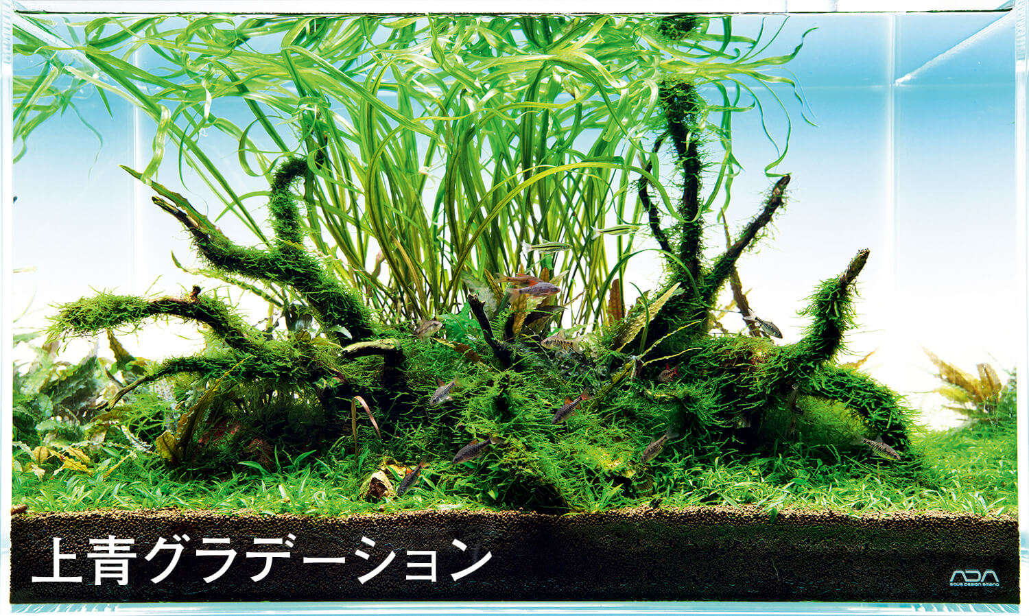 水景はより美しくなる、水槽用LEDバックライトの光 | AQUA DESIGN AMANO