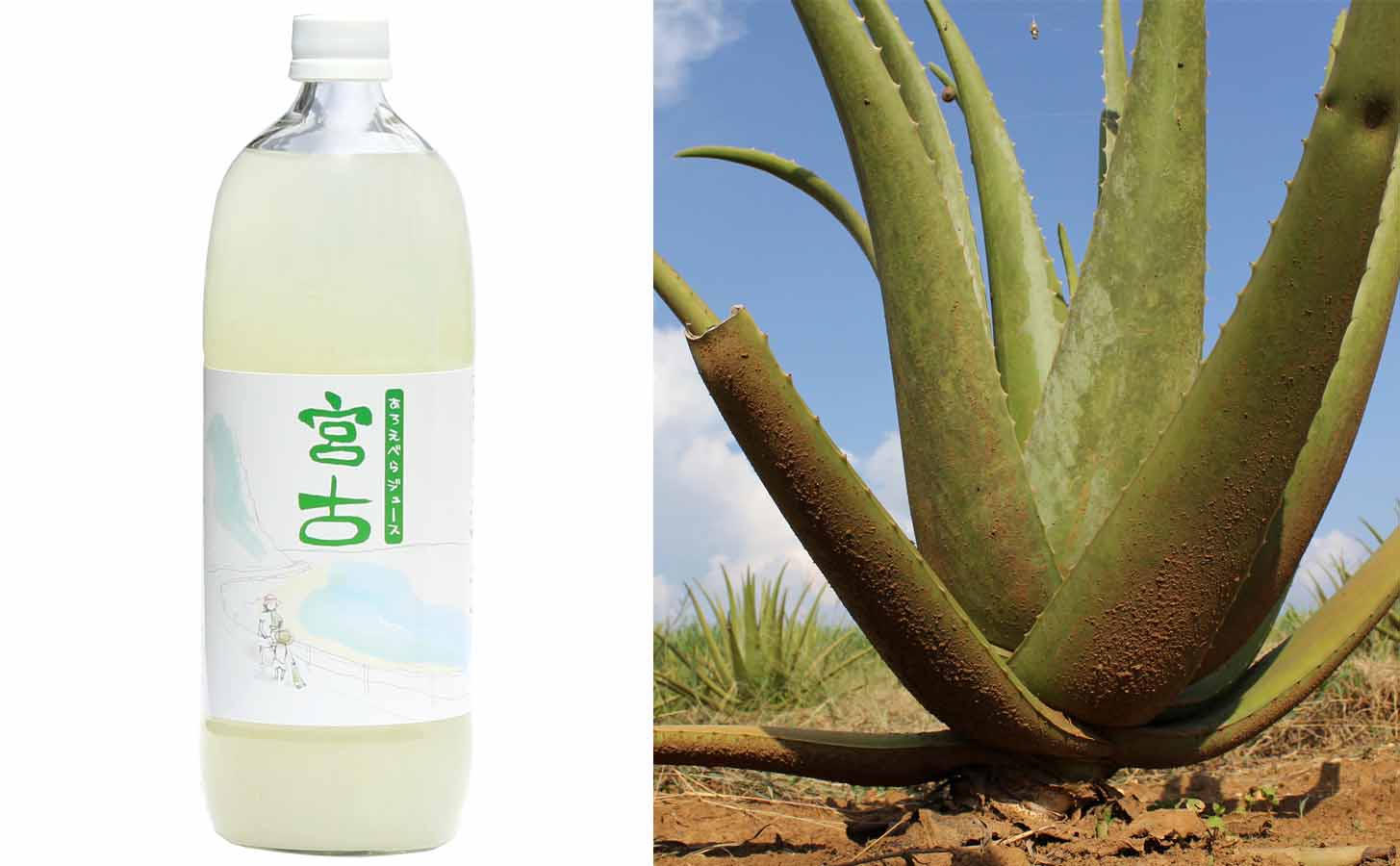 アロエベラジュース FOREVER アロエベラジュース 330mL 18個入り