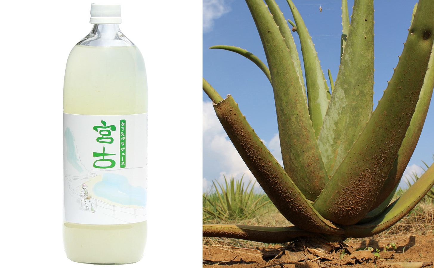 アロエベラの専門店 アロエベラ本舗｜宮古島産アロエベラジュース公式