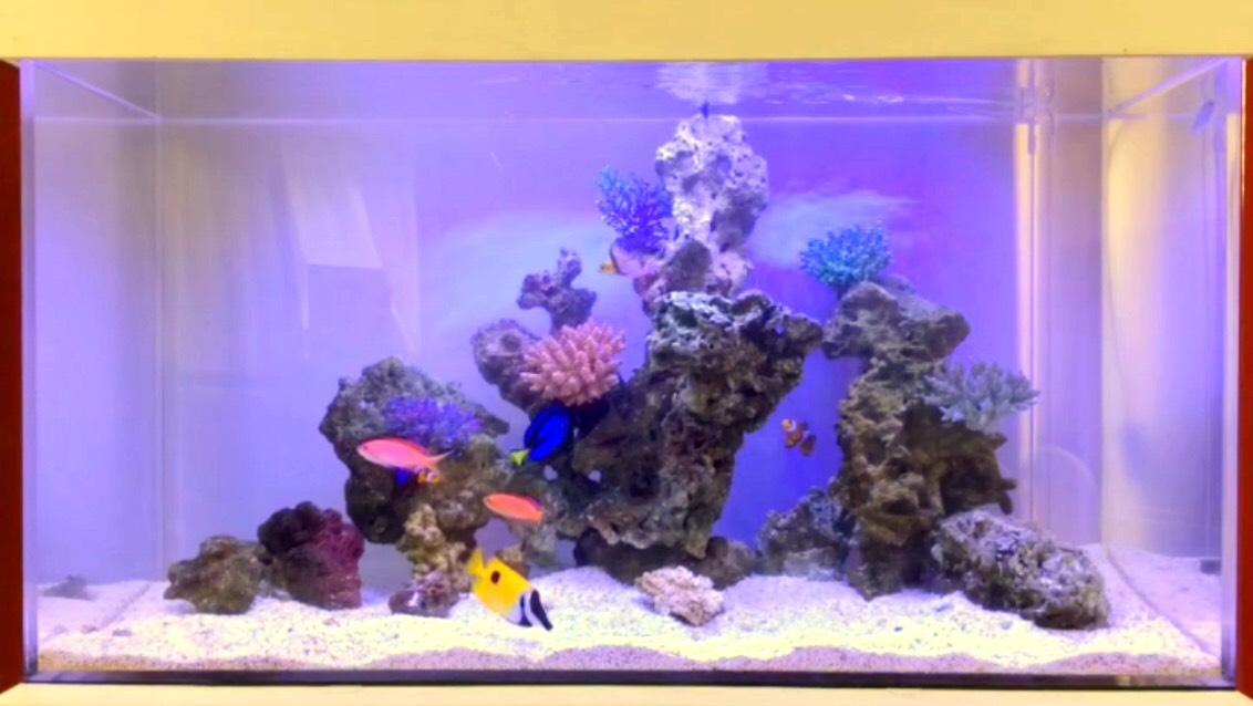 ミドリイシ風の飾りサンゴ | 游遊(ゆうゆう)