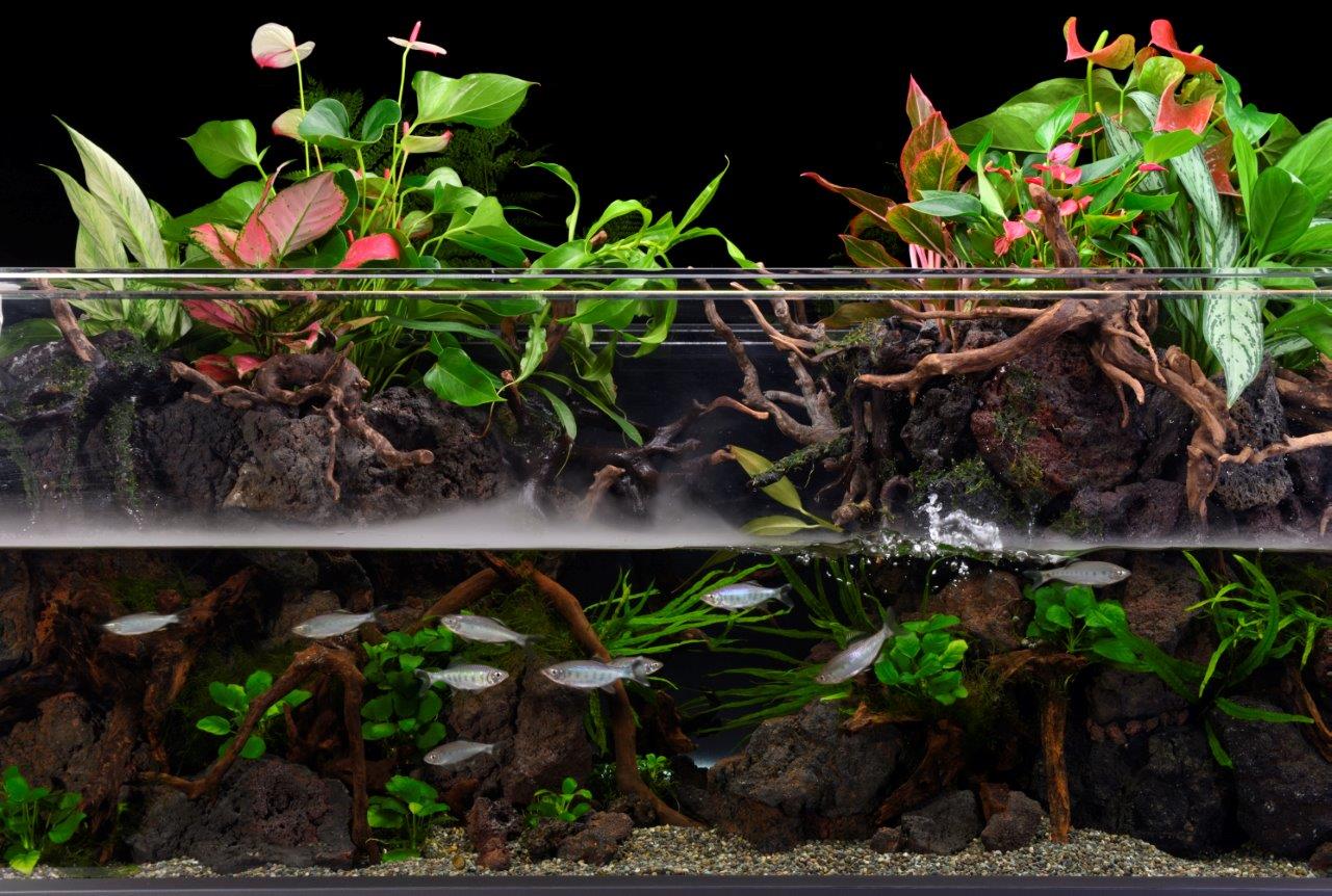 大型アクアテラリウムが完成！ ｜ AQUAART アクア・アート