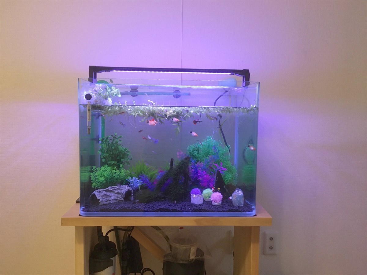 1台限定 特別クリア仕様 90㎝リフジウム水槽 1台限定 特別クリア仕様