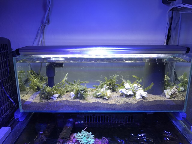 JUN V2 ポンプ付きスレンダー600 オーバーフロー水槽